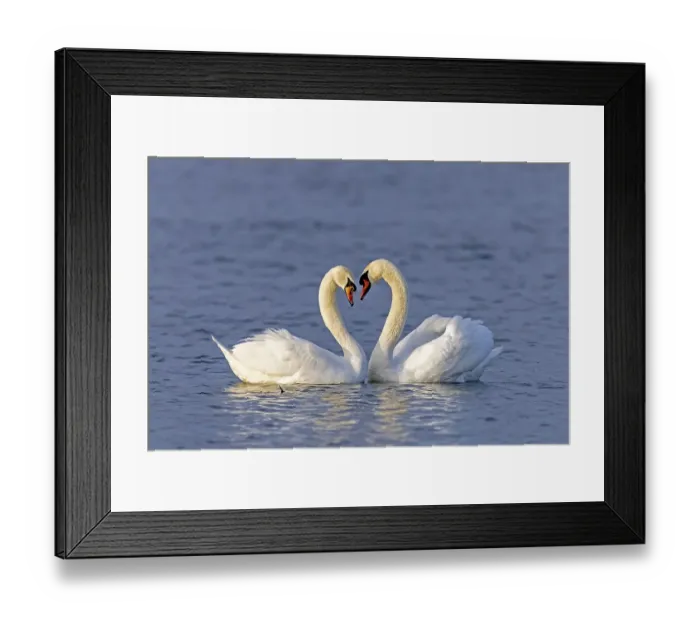 Framed Print : Two Mute swans (cygnus olor) swimming mating on the Rhine
