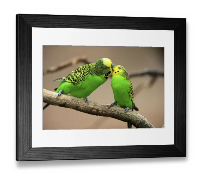 Framed Print : Budgies (Melopsittacus undulatus)