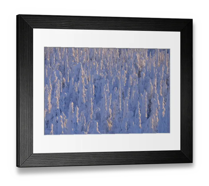 Framed Print : Snow covered trees at sunrise, Winter