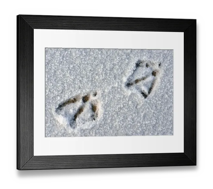 Framed Print : Track of the mallard (Anas platyrhynchos) in the snow