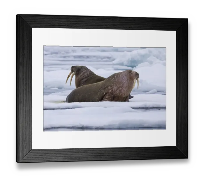 Framed Print : Two male walruses (Odobenus rosmarus) resting on ice floe in the Arctic Sea