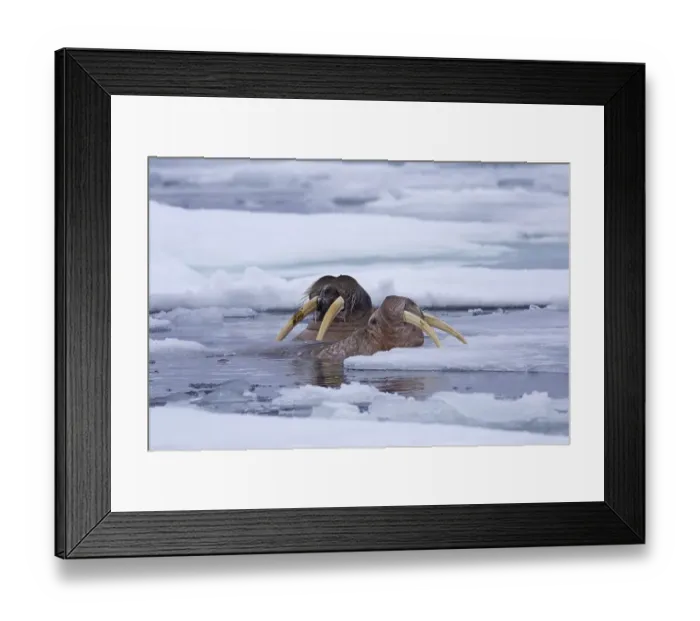 Framed Print : Two male walruses (Odobenus rosmarus) swimming among ice floe
