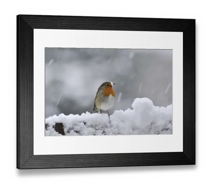 Framed Print : Robin (Erithacus rubecula) in winter in the snow Framed Print : Robin (Erithacus rubecula) in winter in the snow