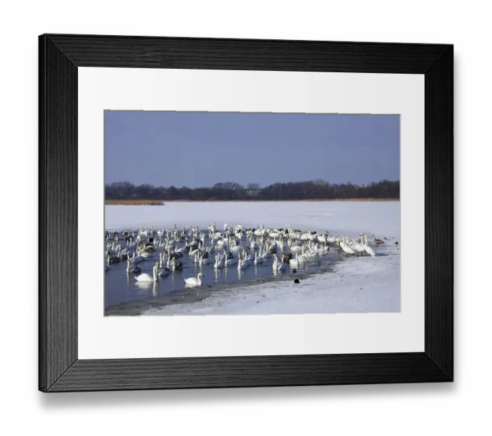 Framed Print : Flock of Mute swans (Cygnus olor) swimming in open water hole in the ice of lake in winter Framed Print : Flock of Mute swans (Cygnus olor) swimming in open water hole in the ice of lake in winter