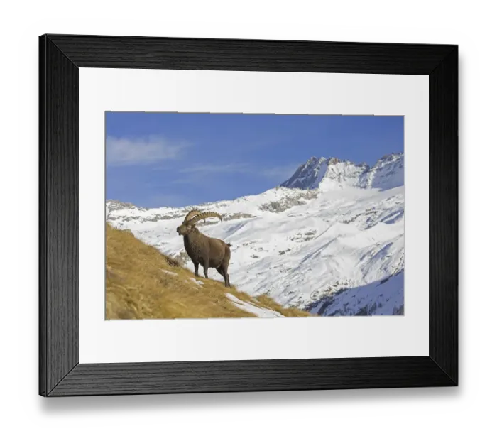 Framed Print : Alpine ibex (Capra ibex) male foraging in the snow in winter in the Gran Paradiso National Park