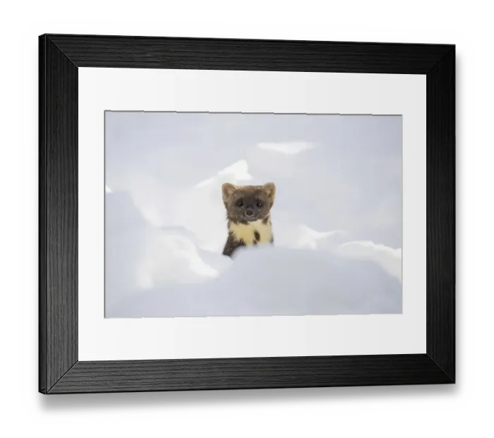 Framed Print : European pine marten (Martes martes) hunting in the snow in winter Framed Print : European pine marten (Martes martes) hunting in the snow in winter