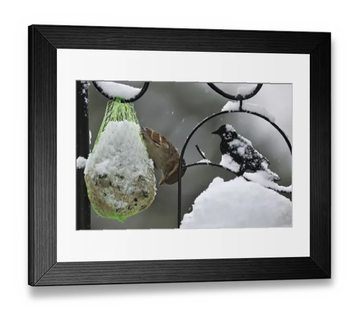 Framed Print : Common, House sparrow (Passer domesticus) feeding on garden bird feeder in the snow in winter