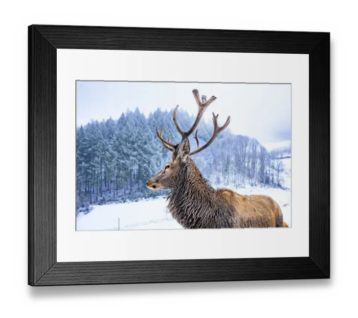 Framed Print : Deer in winter with snow, Ottenhoefen
