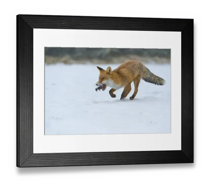 Framed Print : Red fox (Vulpes vulpes), with captured mouse on snow-covered meadow