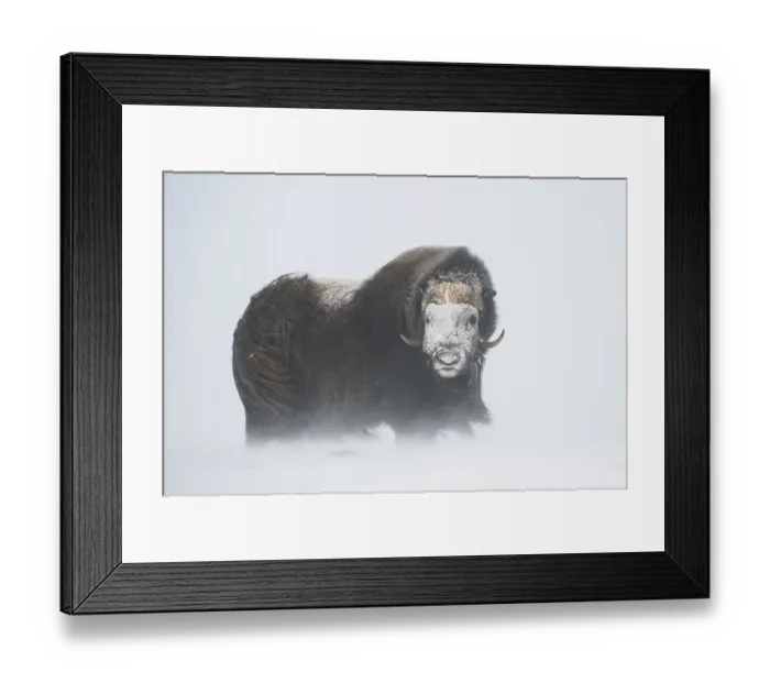 Framed Print : Muskox (Ovibos moschatus) in a snow storm Framed Print : Muskox (Ovibos moschatus) in a snow storm