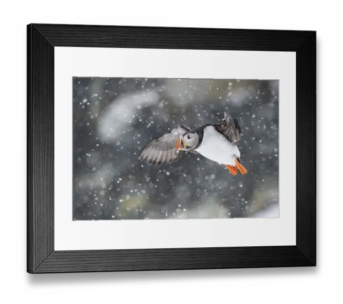Framed Print : Puffin (Fratercula arctica) in flight during snowfall Framed Print : Puffin (Fratercula arctica) in flight during snowfall