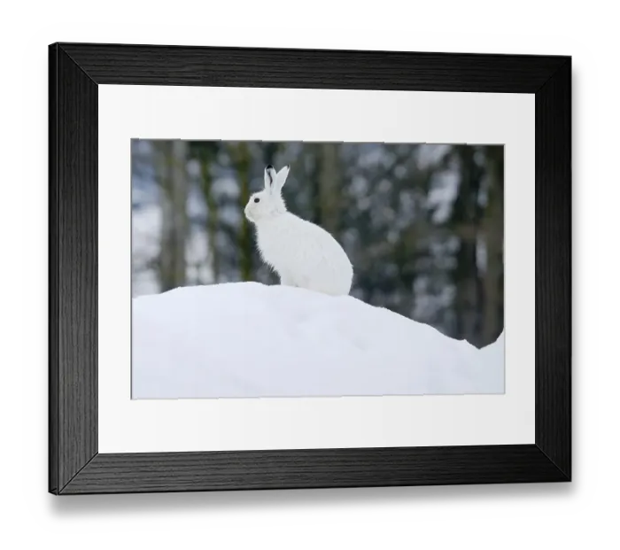 Framed Print : Mountain Hare (Lepus timidus) in his winter coat