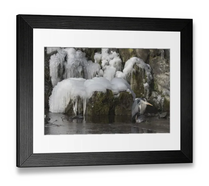 Framed Print : Grey heron (Ardea cinerea) standing in water in front of icy waterfall