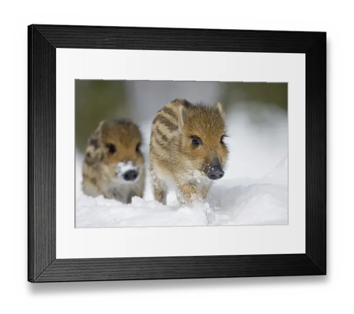 Framed Print : Young boars (Sus scrofa) running in the snow Framed Print : Young boars (Sus scrofa) running in the snow