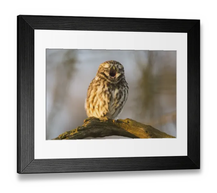 Framed Print : Little Owl (Athene noctua) yawning Framed Print : Little Owl (Athene noctua) yawning