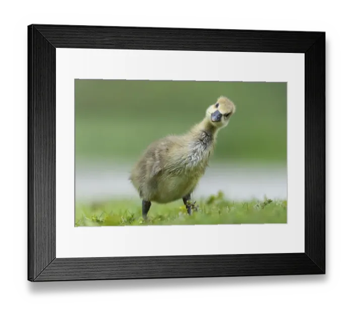 Framed Print : Gosling of a Greylag goose ( anser anser) Chick Framed Print : Gosling of a Greylag goose ( anser anser) Chick