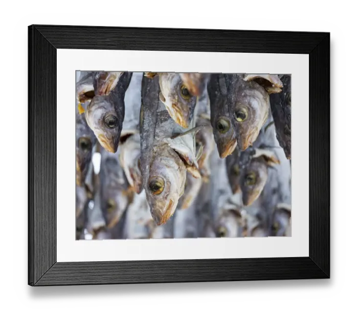Framed Print : Atlantic cod (Gadus morhua) hung up to dry as stockfish Framed Print : Atlantic cod (Gadus morhua) hung up to dry as stockfish