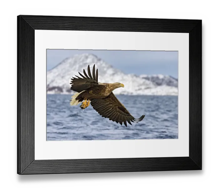 Framed Print : Ein fliegender Seeadler hat gerade einen Fisch aus dem Fjord gefangen und haelt ihn in den Faengen vor verscheiter Framed Print : Ein fliegender Seeadler hat gerade einen Fisch aus dem Fjord gefangen und haelt ihn in den Faengen vor verscheiter