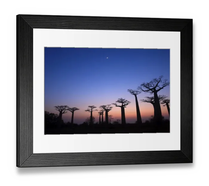 Framed Print : Baobabs (Adansonia grandidieri) at sunset