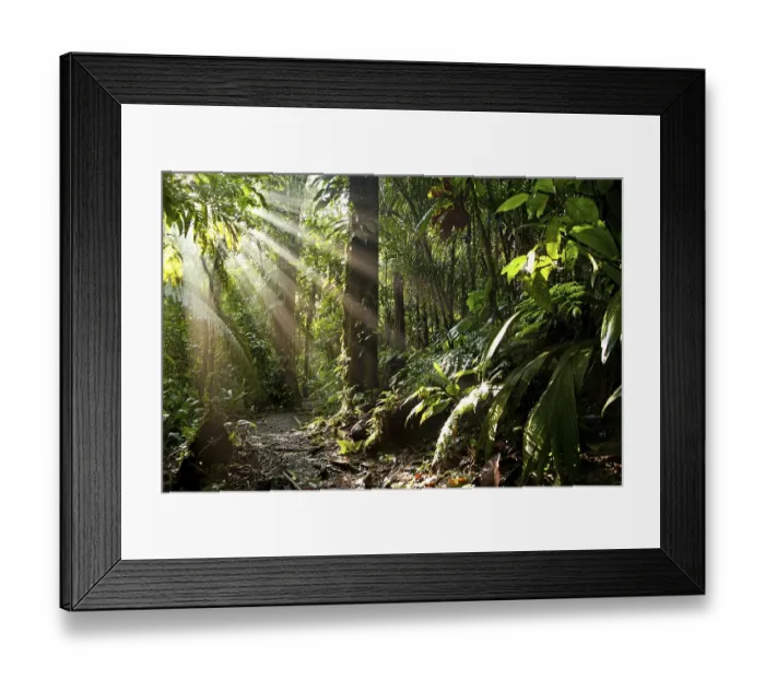 Framed Print : Sun rays in the dense jungle of the Braulio Carrillo National Park