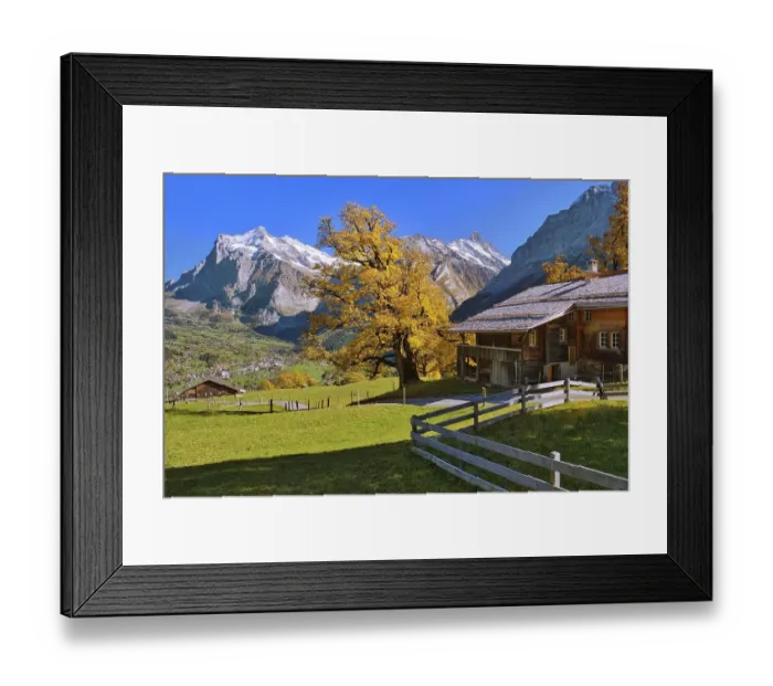 Framed Print : Alpine hut with autumn-coloured Sycamore maple (Acer pseudoplatanus) above Grindelwald