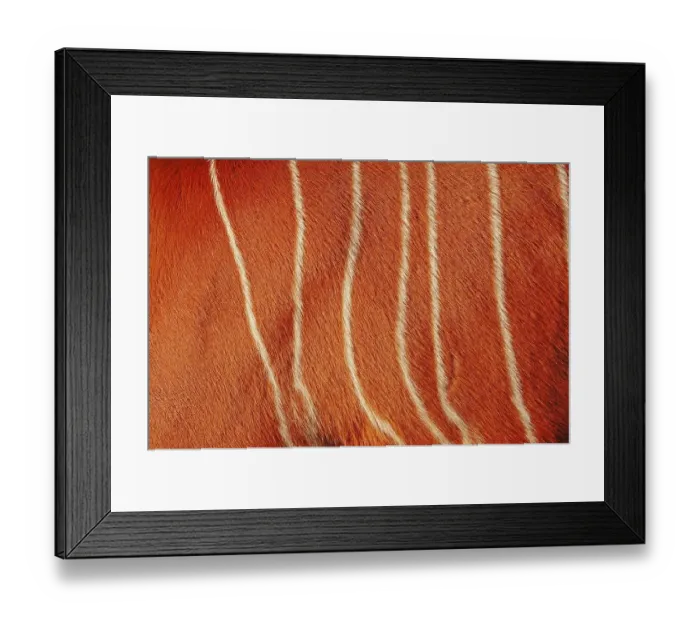 Framed Print : Lowland bongo, bongo antelope (Tragelaphus eurycerus)