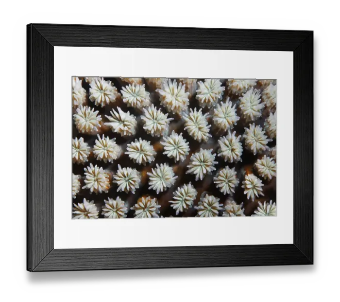 Framed Print : Graphic structure of Galxy Coral (Galaxea fascicularis)