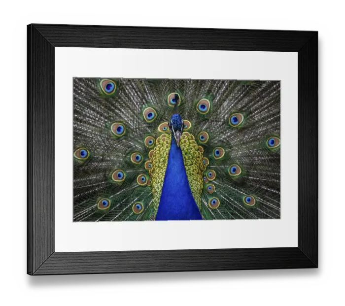 Framed Print : Indian peafowl (Pavo cristatus)