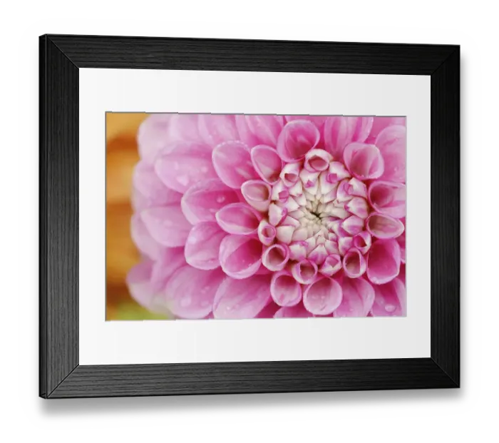 Framed Print : Dahlia Peter (Dahlia Hybride)