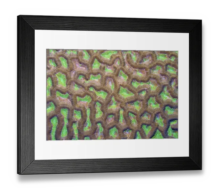 Framed Print : Detail close-up of polyps of Lesser Valley Coral (Favia) Framed Print : Detail close-up of polyps of Lesser Valley Coral (Favia)