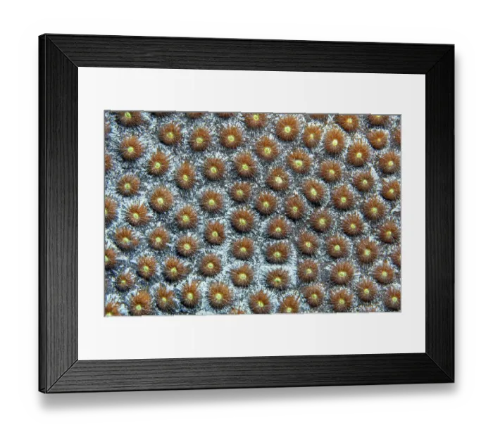 Framed Print : Close-up of polyps of great star coral (Montastrea cavernosa)