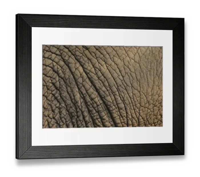 Framed Print : African Elephant (Loxodonta africana) Framed Print : African Elephant (Loxodonta africana)
