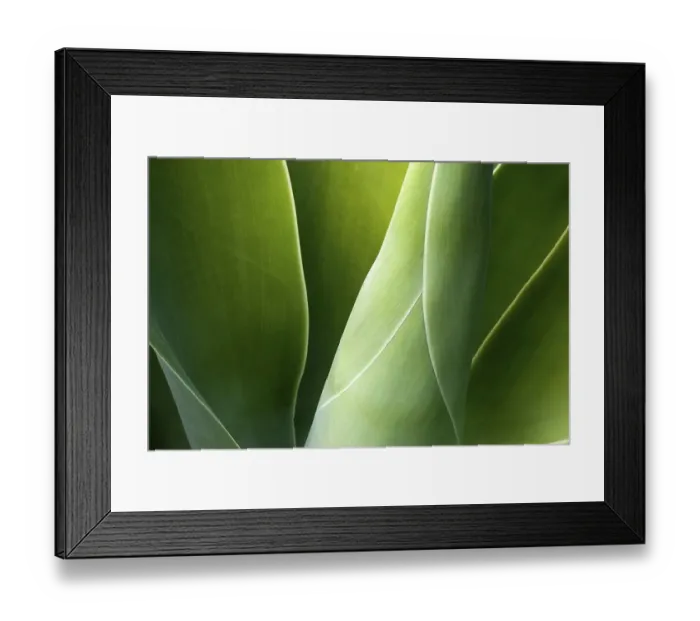 Framed Print : Agave (Agave attenuata), La Palma
