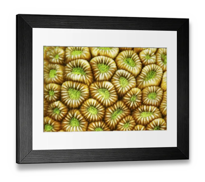 Framed Print : Detail, Brain coral (Faviidae) Polyps indented