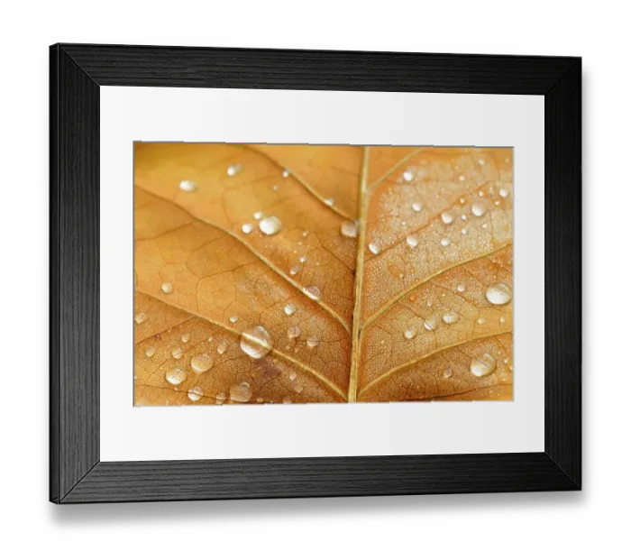 Framed Print : Leaf structure with raindrops, underside of a leaf of the tulip tree (Liriodendron tulipifera)