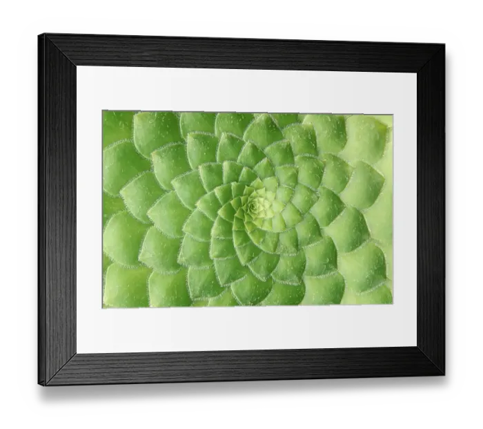 Framed Print : Spirally arranged green leafs (Aeonium Haworthii)