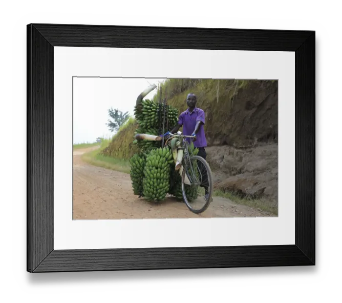 Framed Print : Local transports bananas on bicycle
