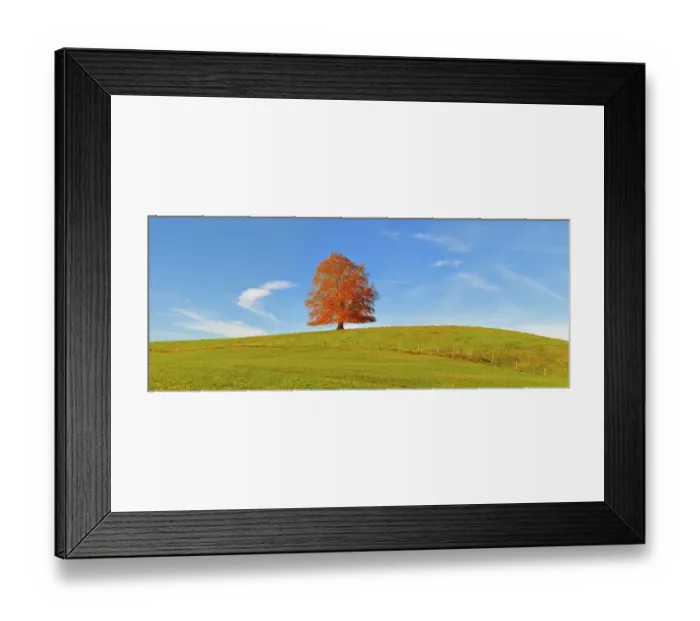 Framed Print : European beech (Fagus sylvatica)