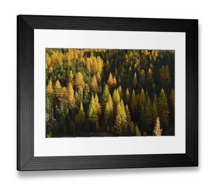 Framed Print : Autumn-coloured larches, Engadine