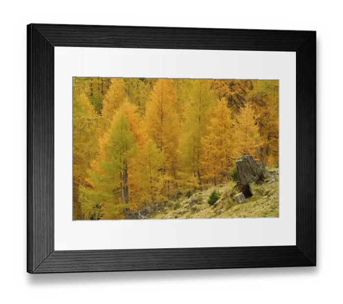 Framed Print : Autumn-coloured larches, Engadine