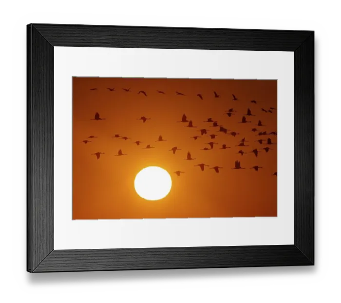 Framed Print : Common cranes (Grus grus), swarm of birds flying at sunrise