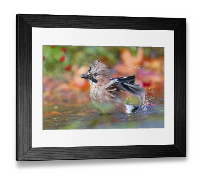 Framed Print : Eurasian jay (Garrulus glandarius) bathes in shallow water with autumn leaves