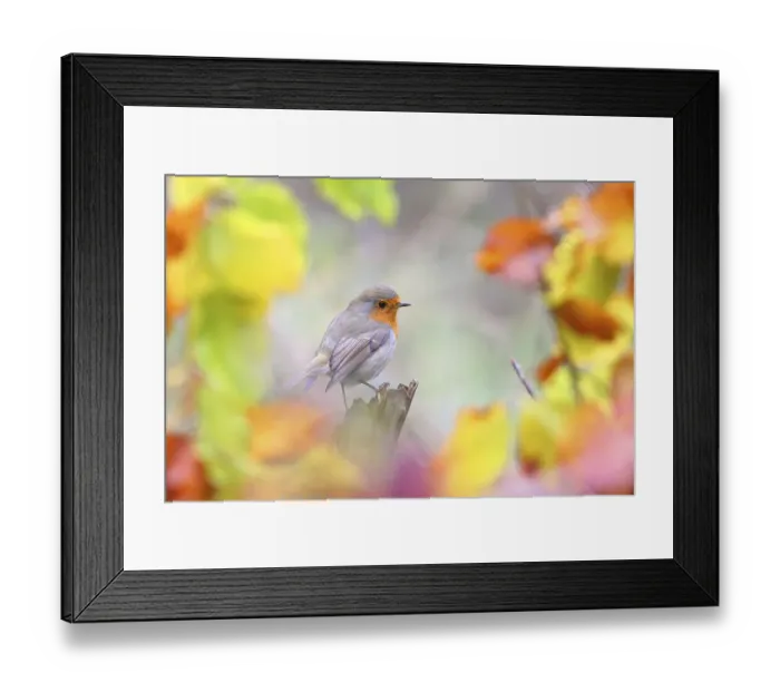 Framed Print : European robin (Erithacus rubecula) with colourful autumn leaves