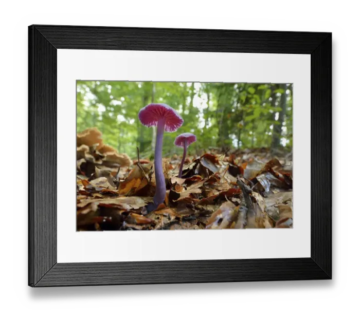 Framed Print : Amethyst Deceiver (Laccaria amethystea)