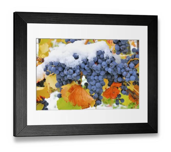 Framed Print : Blue vines with autumn leaves and snow