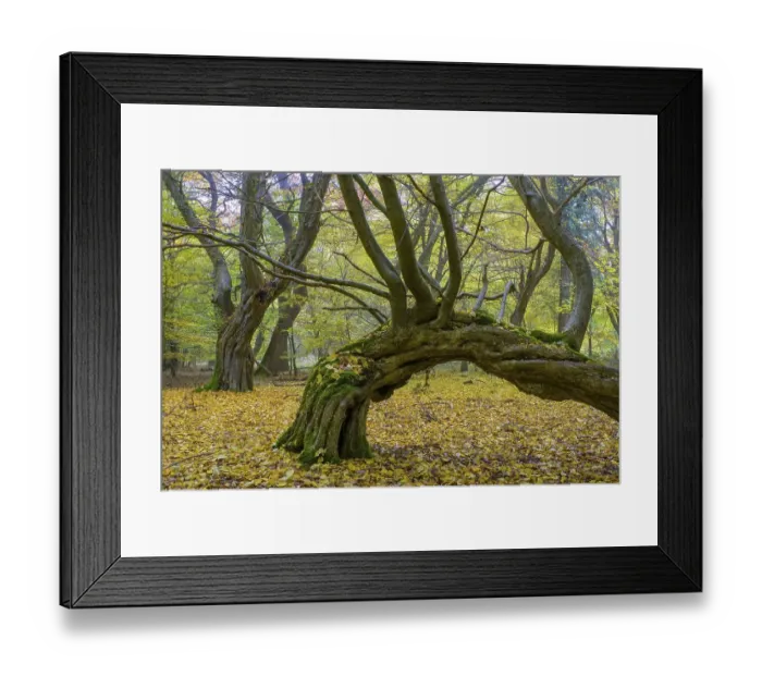 Framed Print : Autumn in the jungle Baumweg, forest
