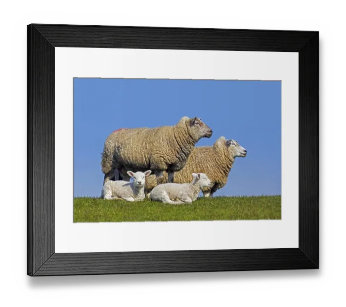 Framed Print : Two twins, white lambs in front of ewes of domestic sheep in meadow Framed Print : Two twins, white lambs in front of ewes of domestic sheep in meadow