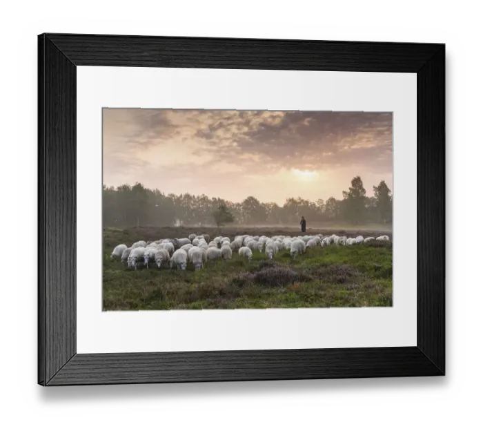 Framed Print : Flock of sheep with shepherd at sunrise in the heath at the Thuelsfeld dam Framed Print : Flock of sheep with shepherd at sunrise in the heath at the Thuelsfeld dam