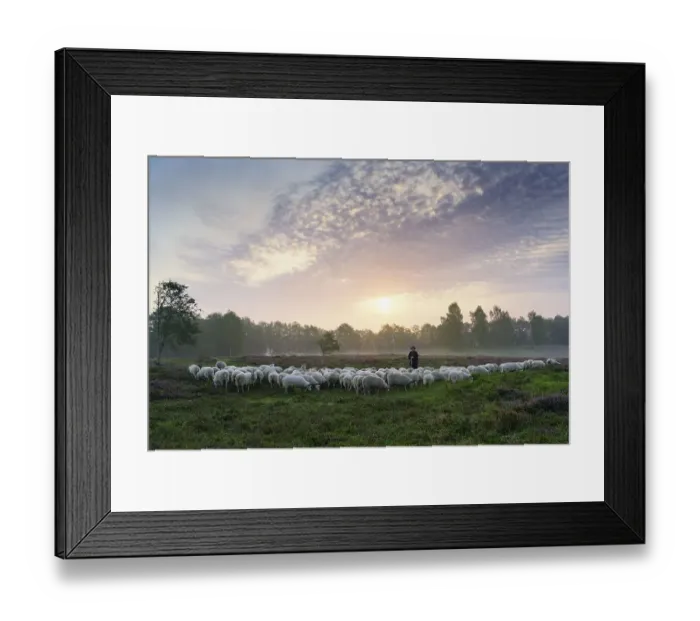 Framed Print : Shepherd with a flock of sheep in the heath at sunrise Framed Print : Shepherd with a flock of sheep in the heath at sunrise
