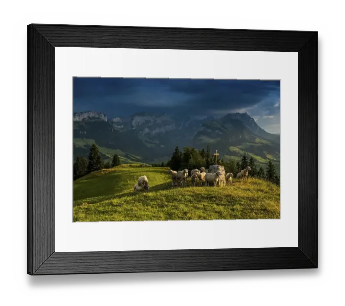 Framed Print : Sheep, Faehnerenspitz, sunset, view of the Alpstein massif with the Hohen Kasten Framed Print : Sheep, Faehnerenspitz, sunset, view of the Alpstein massif with the Hohen Kasten